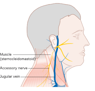 Headaches & Muscle Tension in Your Upper Shoulders & Neck?